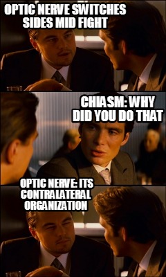 optic-nerve-switches-sides-mid-fight-chiasm-why-did-you-do-that-optic-nerve-its-