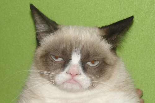 Grumpy-Cat