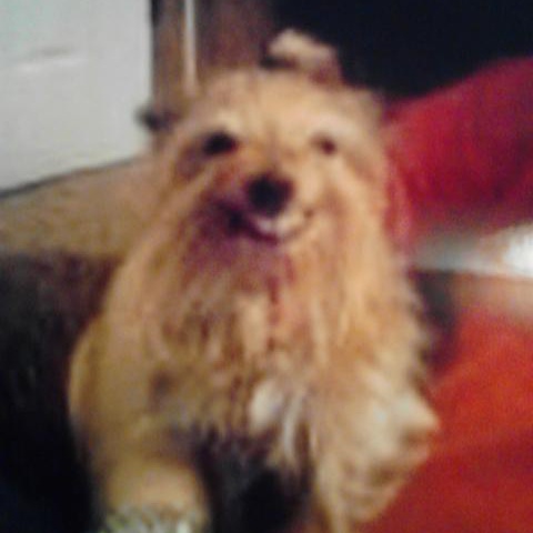 meme maker smiling dog meme maker! 737578 meme maker smiling dog meme maker!,Smiling Dog Meme