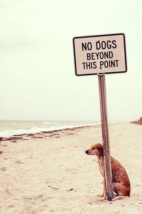 Meme Maker Police Dog Meme Generator at Meme Maker!